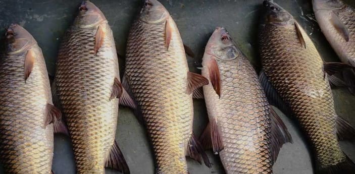 تصویر 1 از ماهی کپور علفخوار انتخابی کاربردی برای کنترل پوشش گیاهی و پرورش چندمنظوره